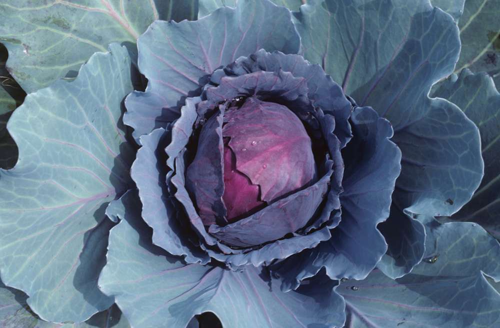 Rödkål 'Langedijker Bewaar 2' (BIO frö)